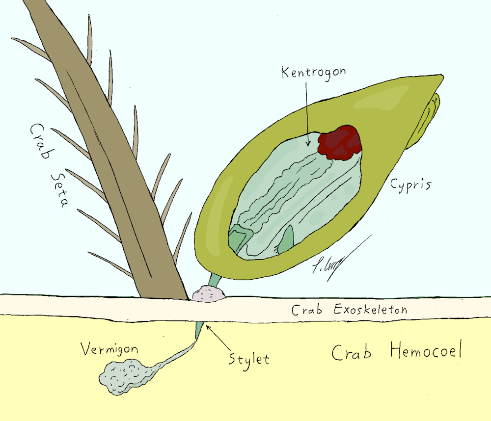sacculin parazita pinwormok segítenek