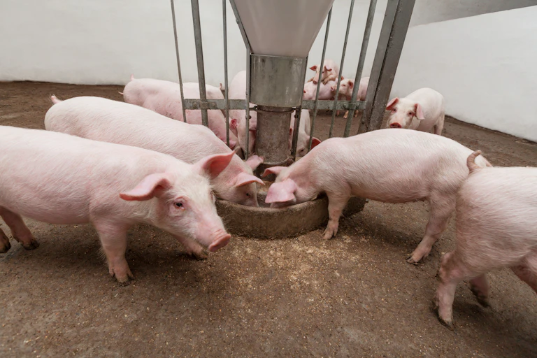 Pigs at feeding time