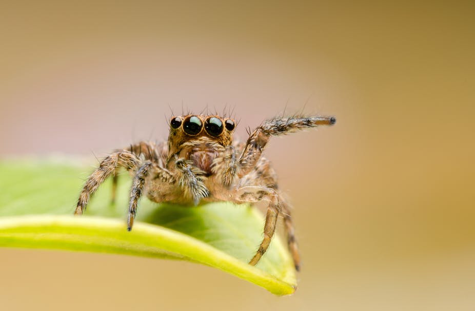 macro closeup on Hyllus semicupreus Jumping Spider