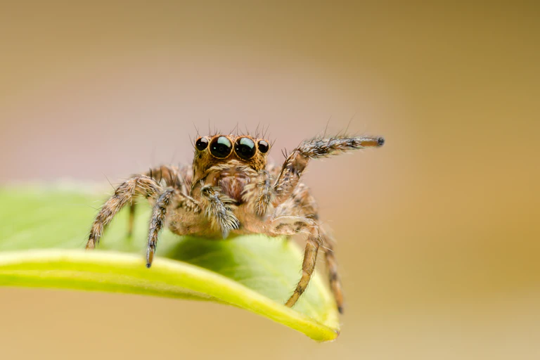 macro closeup on Hyllus semicupreus Jumping Spider