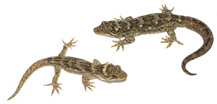 Two lizards: te mokomoko a Tohu (left) and Duvaucel's gecko (right).