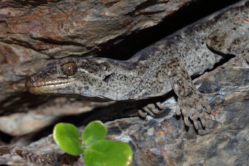 a new species of New Zealand gecko hidden in plain sight