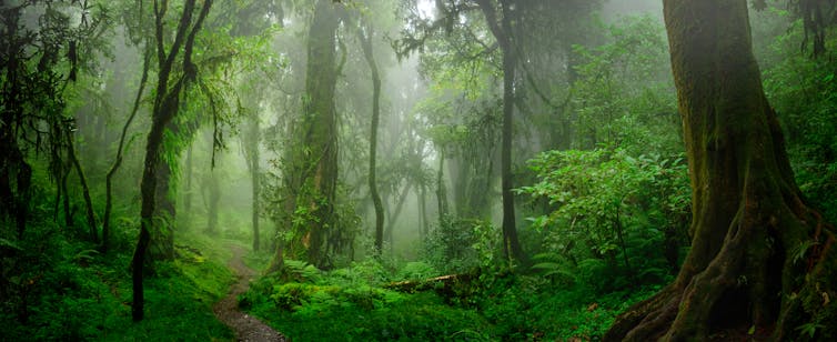 Image of a jungle in southeast Asia.