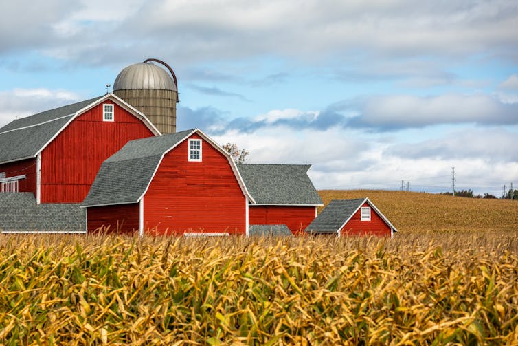 A red barn in the middle of a corn field