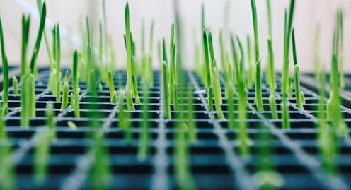 Chasing future biotech solutions to climate change risks delaying action in the present – it may even make things worse