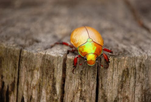 4 creepy crawlies you'll see more of this wet summer – and one iconic beetle you'll probably miss