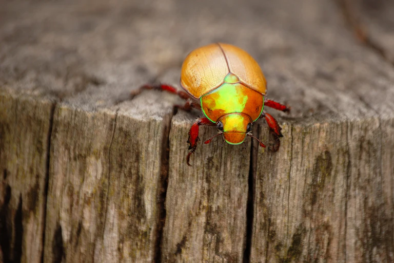 christmas beetle