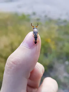 Earwig