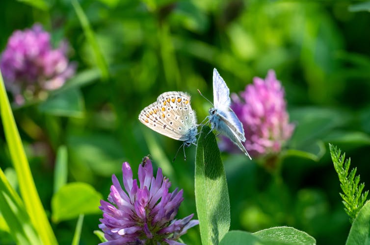 butterfly on leaf
