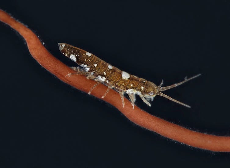 Petit invertébré sur une branche d'algue rouge