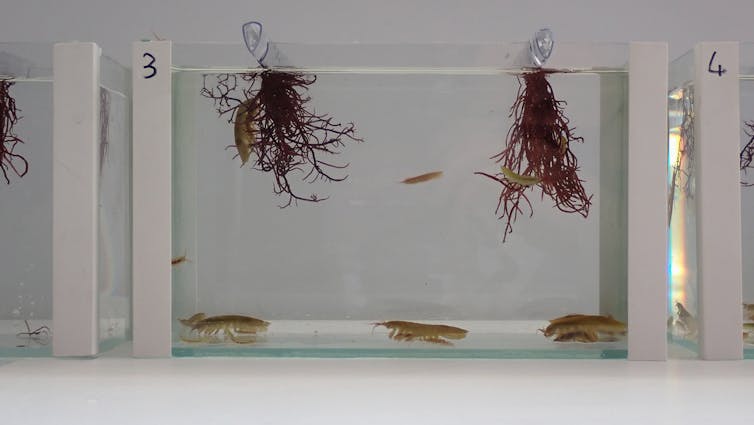 aquarium avec algues et invertébrés