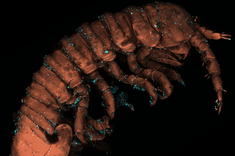 Microscopie confocale d'idotée avec des spermaties en bleu
