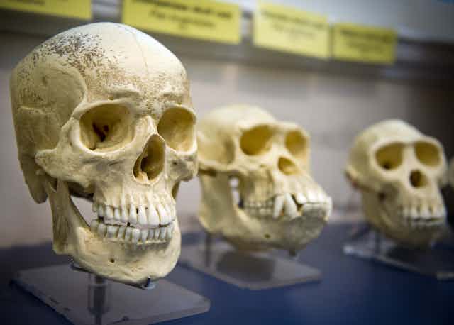 Image of a human skull next to those of ancestor species.