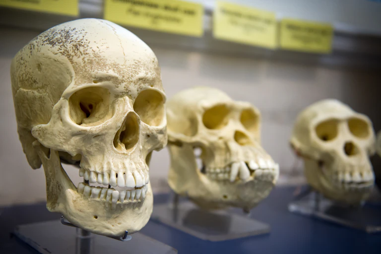 Image of a human skull next to those of ancestor species.