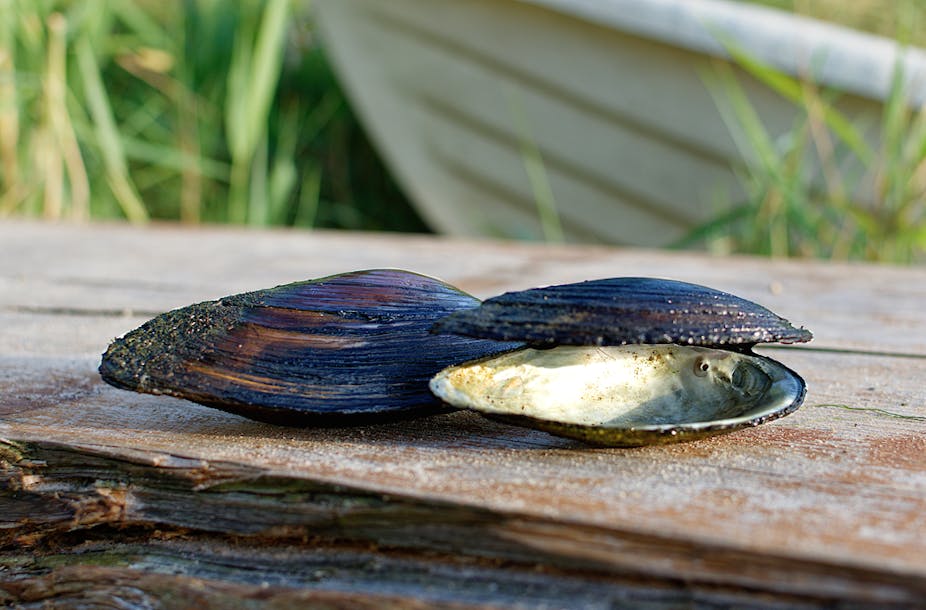 Two mussels, one closed and one open, on a pier with a white boat in the background.