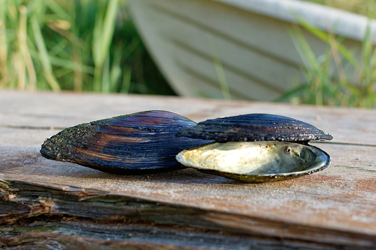 Two mussels, one closed and one open, on a pier with a white boat in the background.