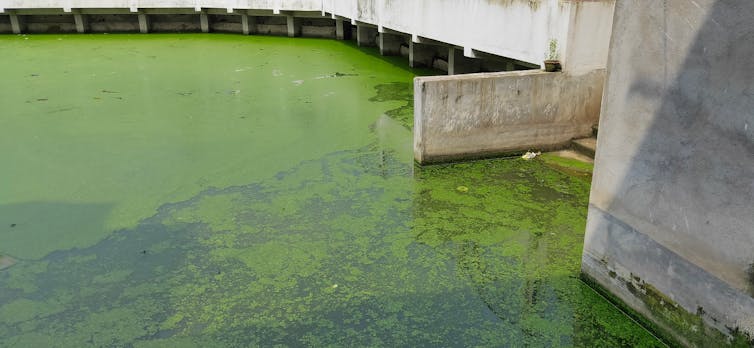 A layer of green algae covering a pond.