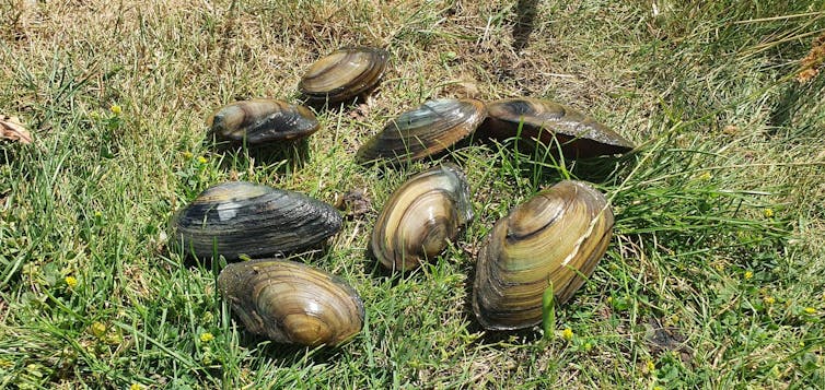 Several of the mussel species found in the Thames are on grass.