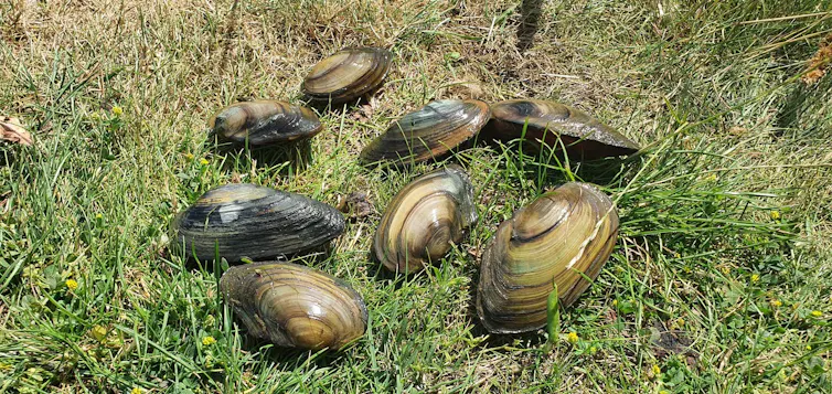 Several of the species of mussel that are found in the Thames positioned on grass.