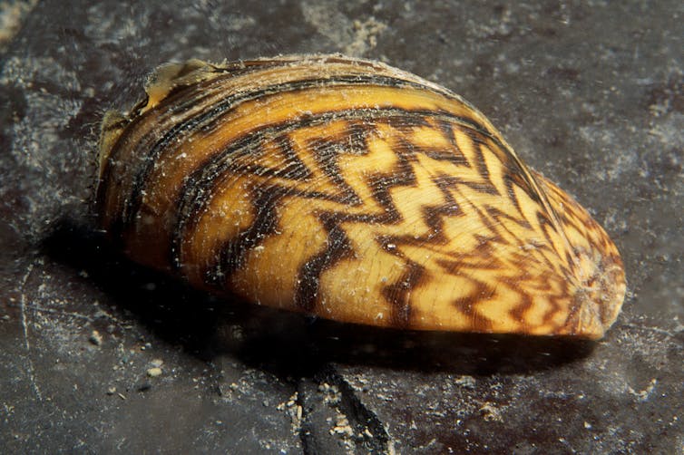 A closed zebra mussel with an orange shell marked with a zebra-like pattern.