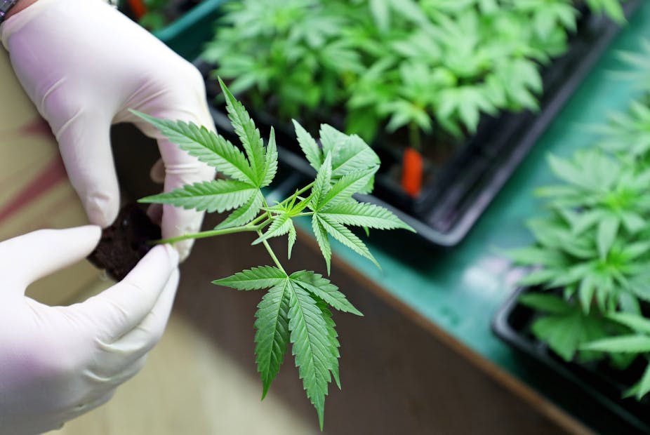 Cannabis is no better than a placebo for treating pain – new research