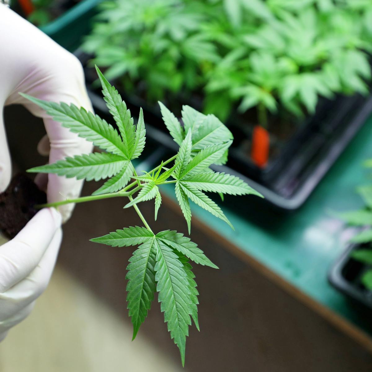 Cannabis is no better than a placebo for treating pain – new research