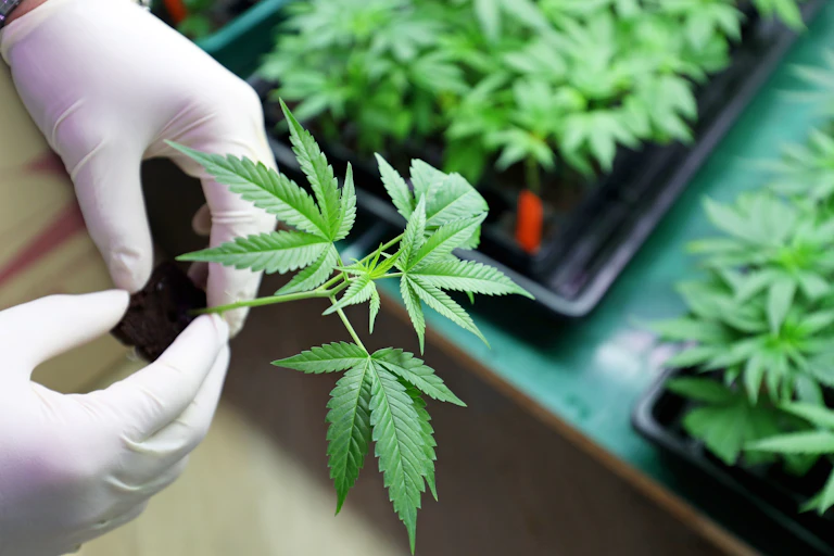 A person wearing white gloves holds a small cannabis plant.