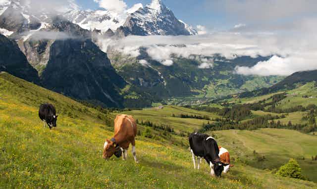 Cows graze on a mountainside in the Swiss Alps.