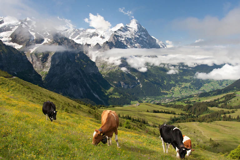 Cows graze on a mountainside in the Swiss Alps.
