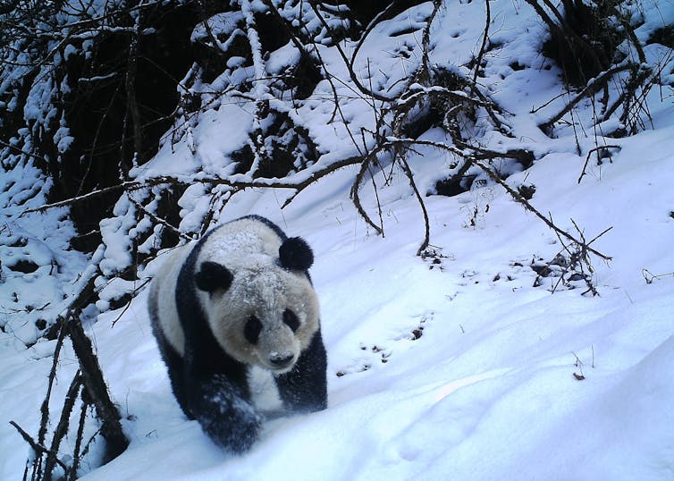 A panda walks on all fours through snow