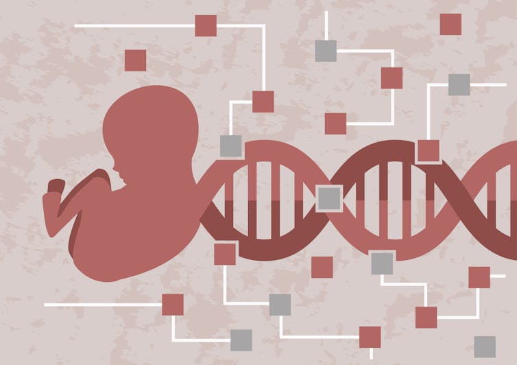 一个婴儿在胎儿的位置连接到DNA链的插图