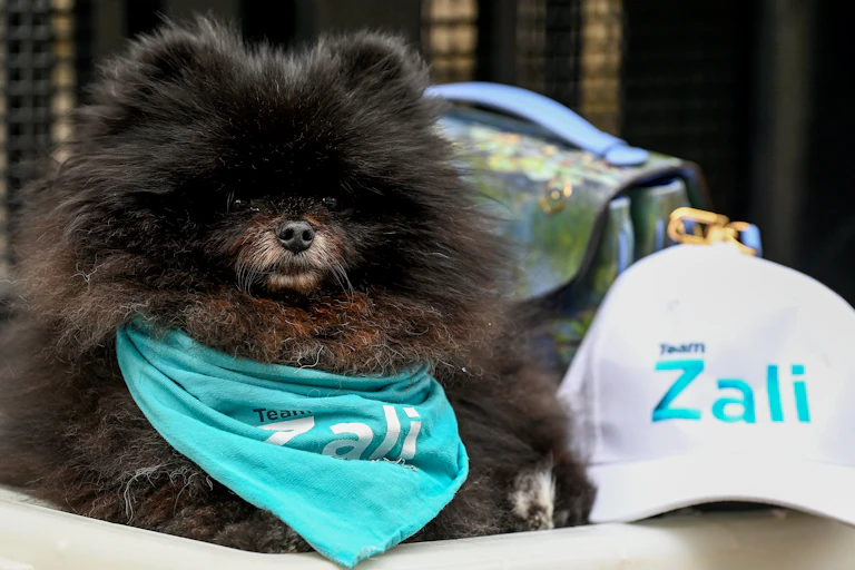 A dog wears a kerchief.