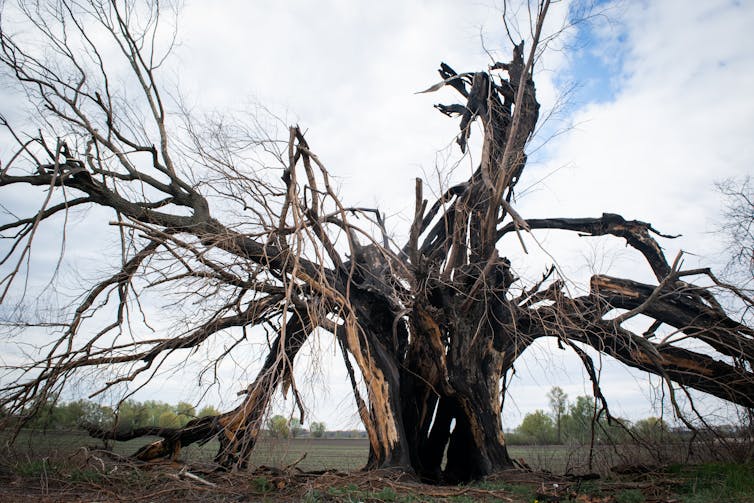 A blackened tree shattered by a lightning strike