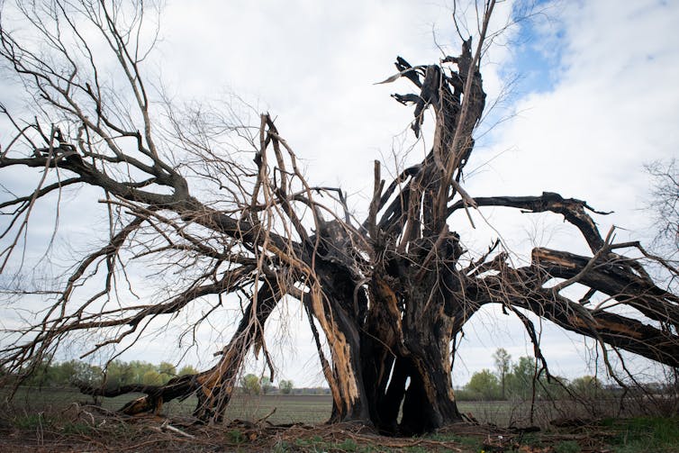 Un árbol ennegrecido roto por un rayo