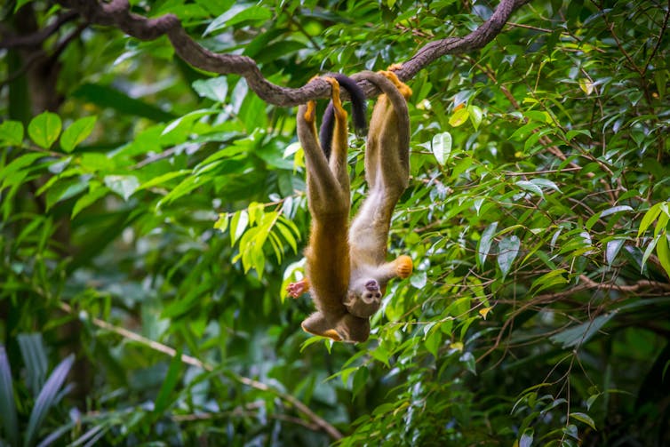 Monkeys swinging on a branch