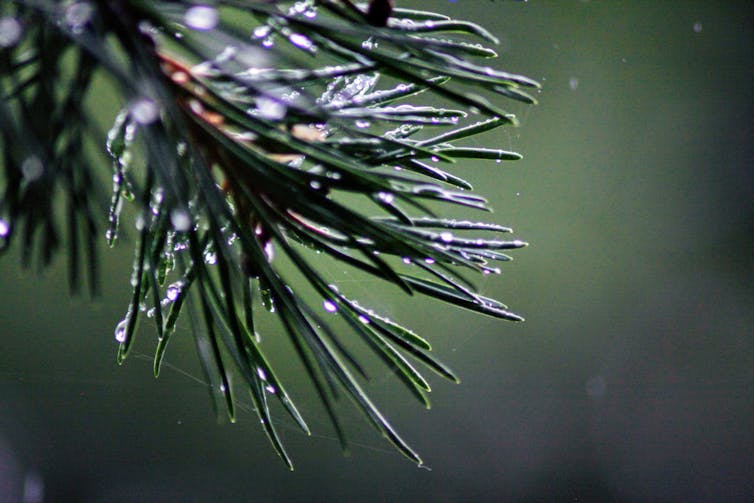 Dew on pine