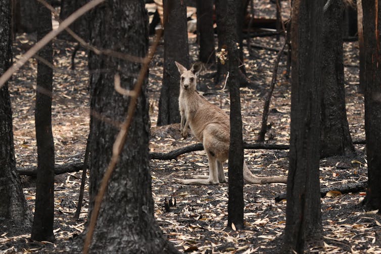 Kangaroo in burnt forest