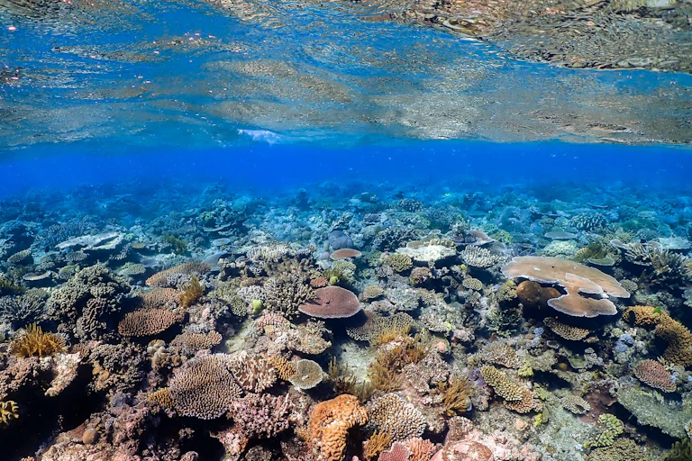 great barrier reef