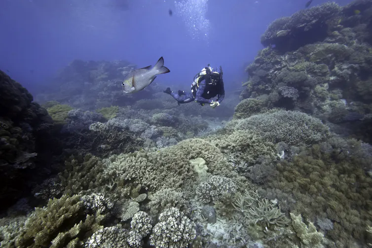 barrier reef