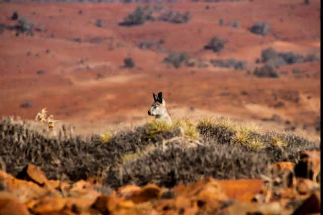 a wallaby peeking over scrub, in a red desert landscape