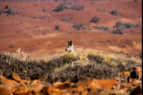 'How are they losing their children like this?' Fiona McFarlane's novel interrogates the stain of white presence on Aboriginal land