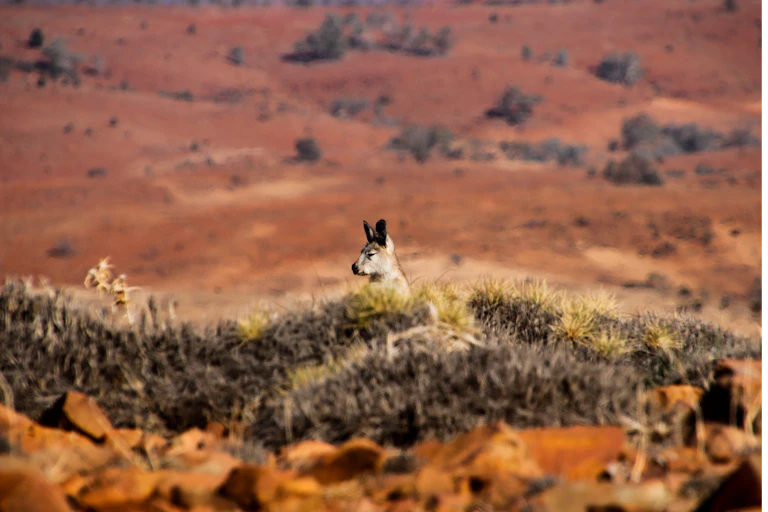 a wallaby peeking over scrub, in a red desert landscape