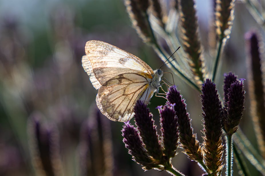 A butterfly whose mostly white wings are veined with brown patterns rests atop a dark purple flower