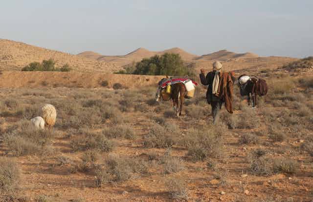 A herder walking behind a pair of donkeys and a pair of sheep in a rugged, rocky environment
