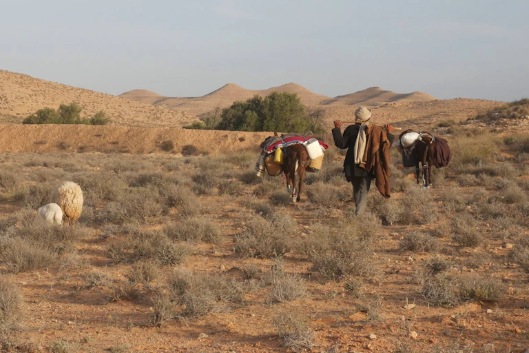 A herder walking behind a pair of donkeys and a pair of sheep in a rugged, rocky environment