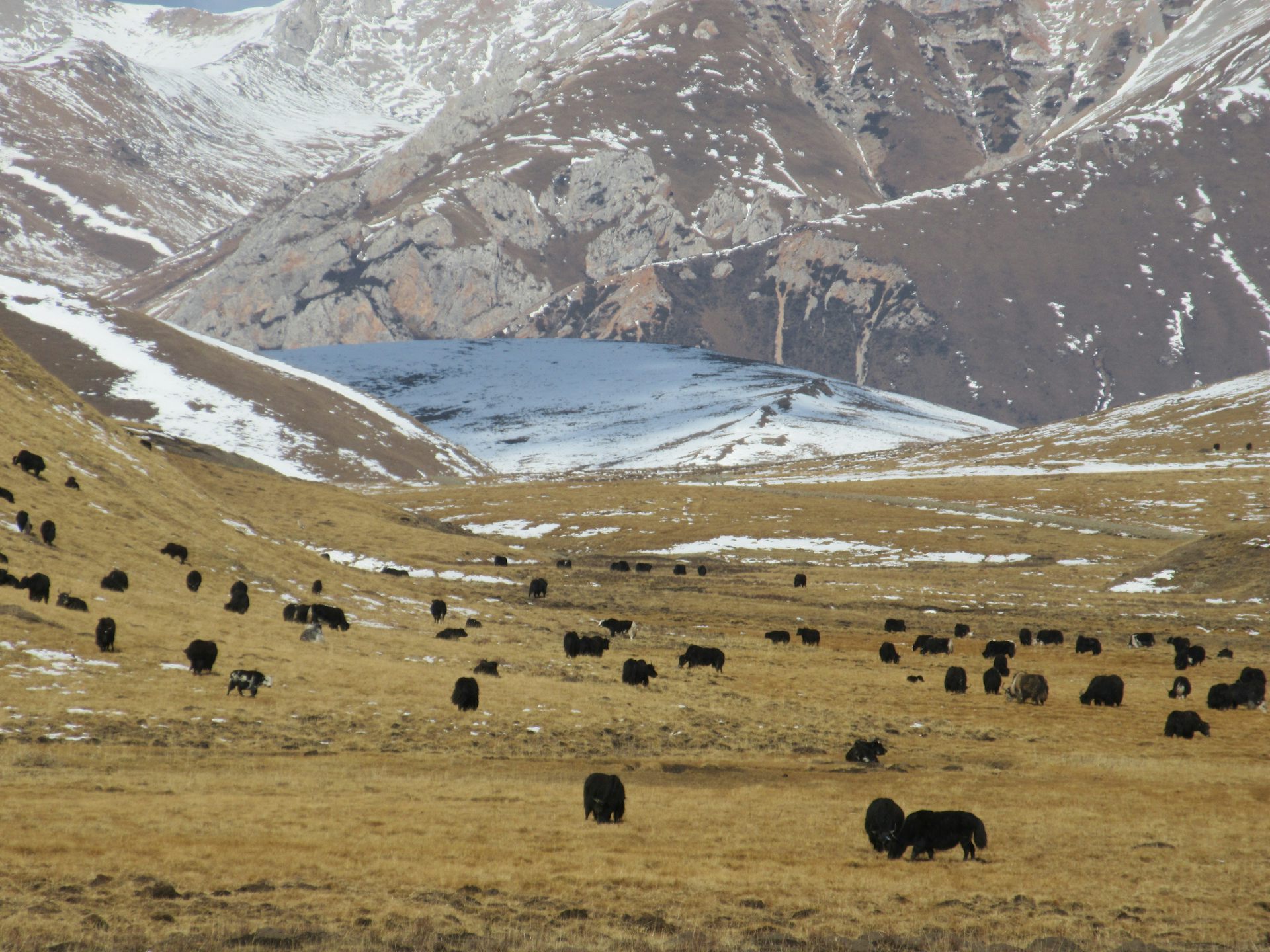 Iaques pastando nas encostas das montanhas com grandes montanhas cobertas de neve ao fundo.