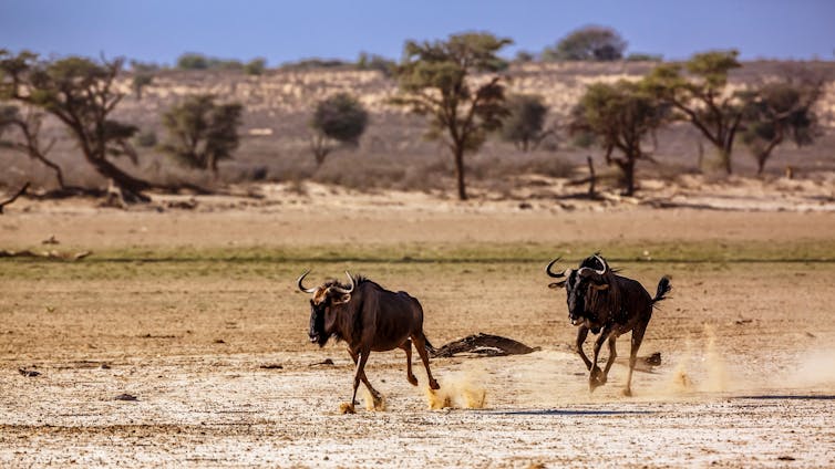 Dois gnus correndo por uma paisagem de savana.