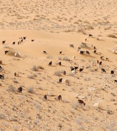 Uma foto aérea de um rebanho de gado pastando em um deserto arenoso.