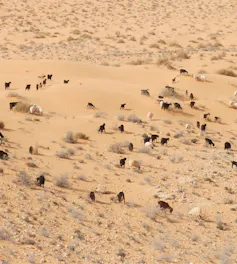 An aerial shot of a herd of livestock grazing in a sandy desert.