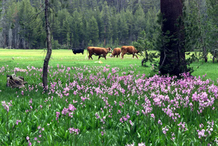 Cows graze on a lush field surrounded by evergreen trees